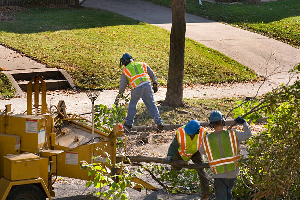 Best Tree and Shrub Care  in Jacksonville Beach, FL